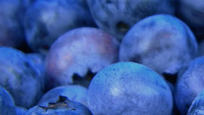 A picture of blueberries close up.