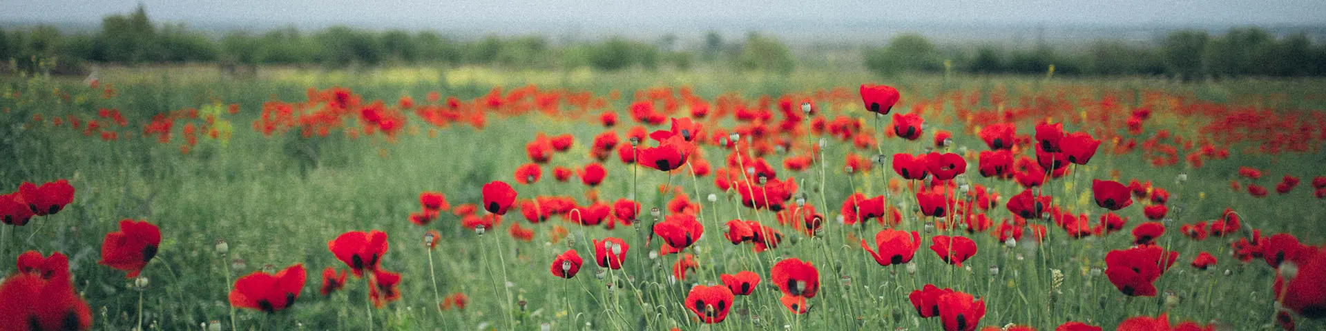 Poppies in field